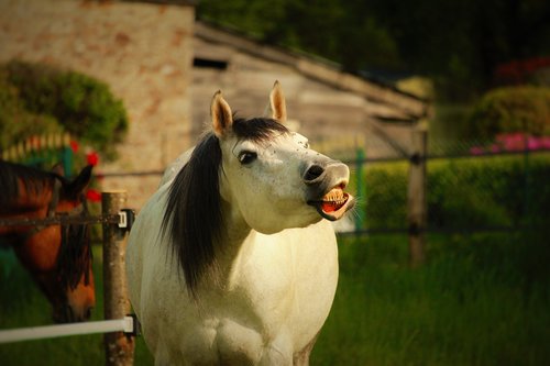 horse  mare  horses