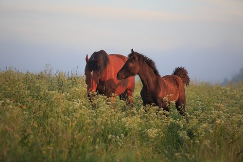 horse  pasture  animal