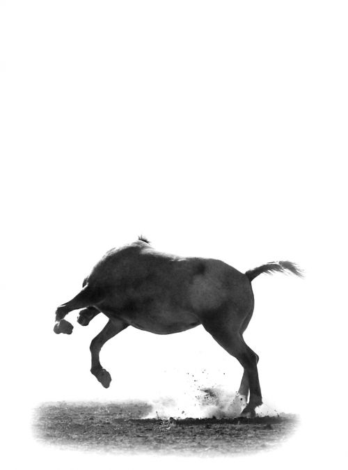 horse jump wild
