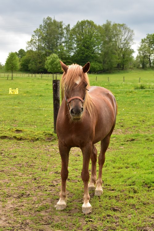 horse  animal  horses