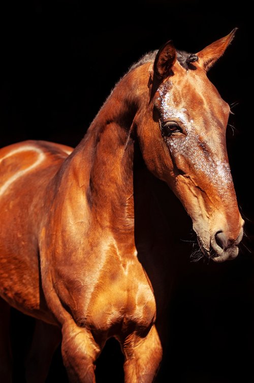 horse  trotter  equine