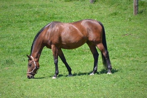 horse  warmblut  brown