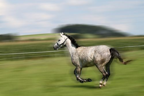 horse mold gallop