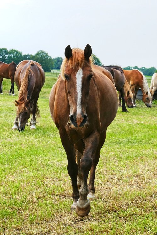 horse  brown  pasture