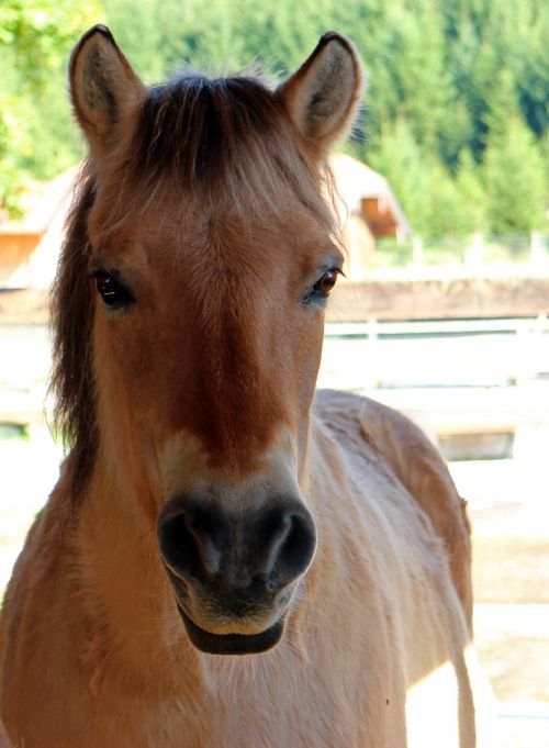 horse pony head