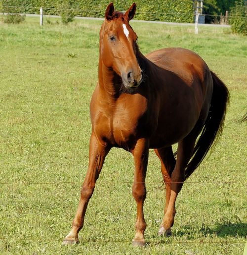 horse brown pasture