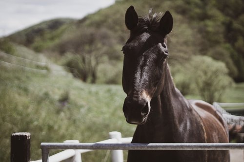 horse  black horse  farm