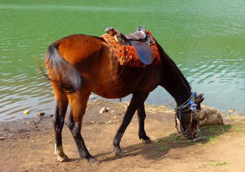 horse feeding lake
