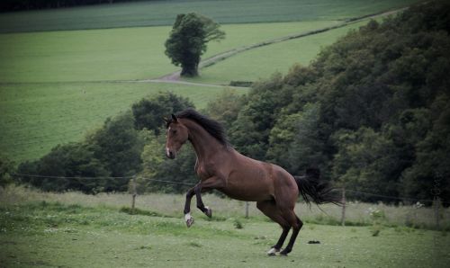 horse nature animals