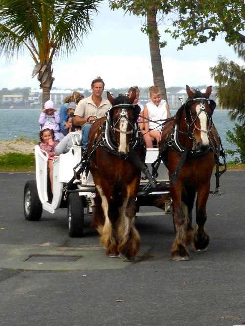 horse carriage cart