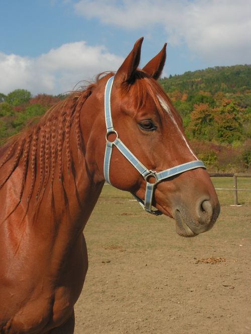 horse portrait head