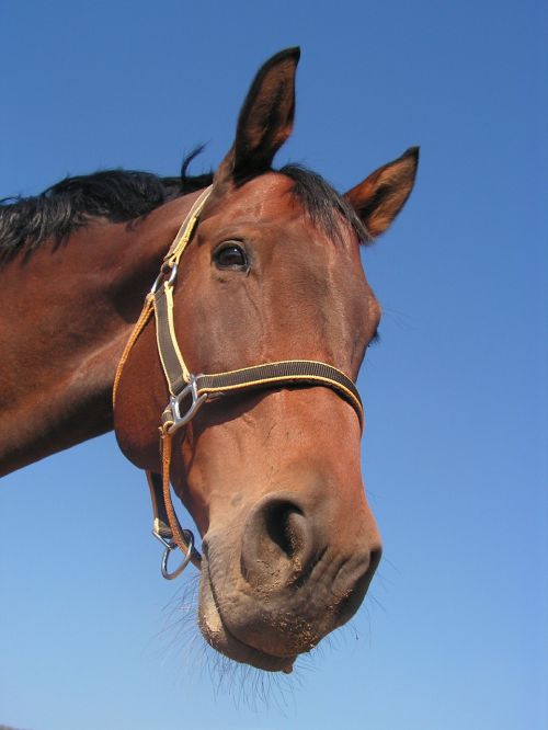 horse portrait head