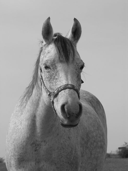 horse portrait black and white