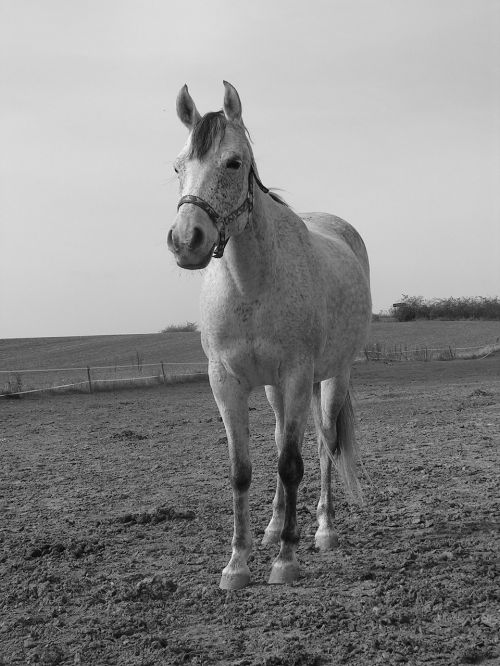 horse white pasture