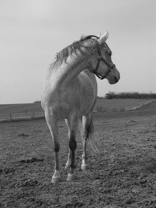 horse black and white white