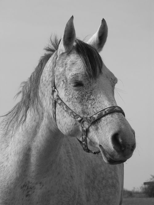 horse portrait black and white