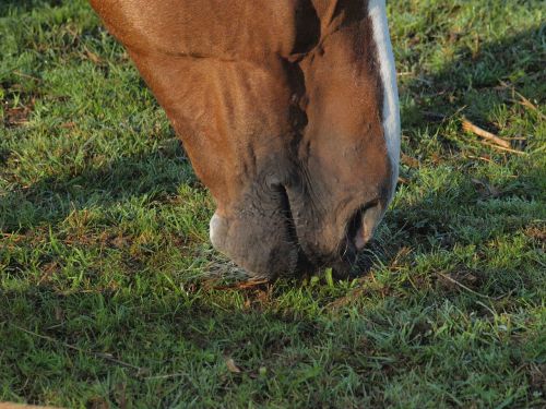horse foot pasture