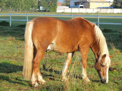 horse coupling pasture