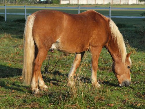 horse coupling pasture