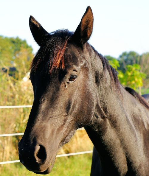 horse stallion portrait