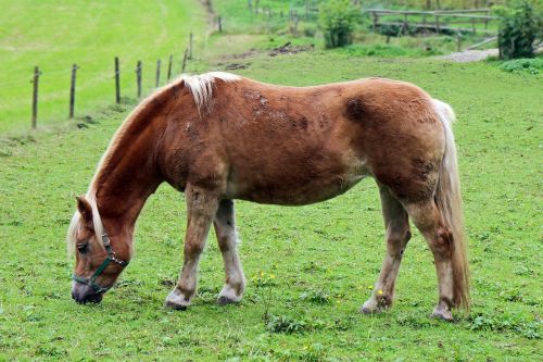 horse brown meadow