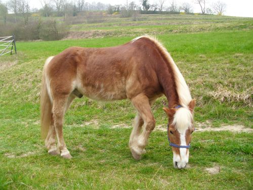 horse meadow landscape