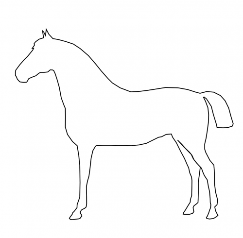 horse animal mammal