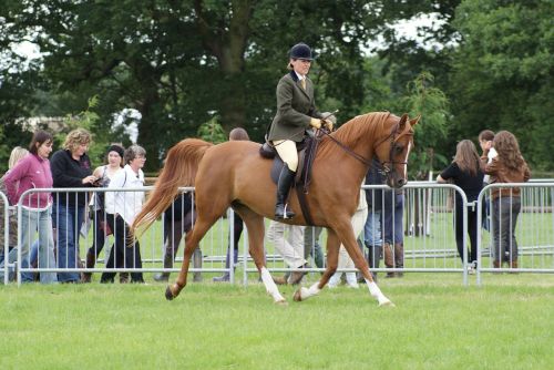 horse riding showing