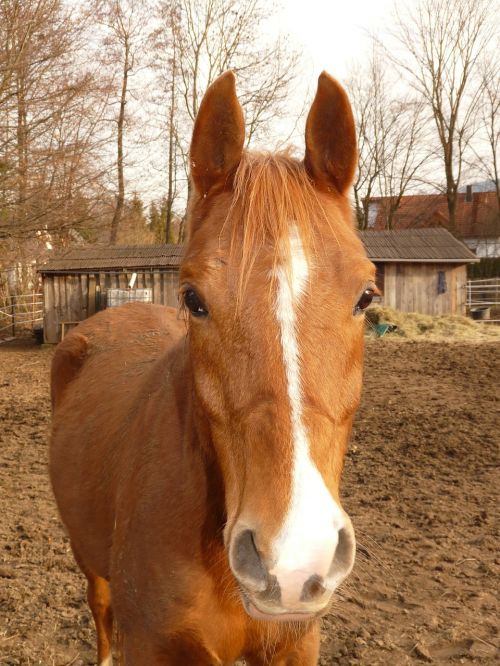 horse eyes animal