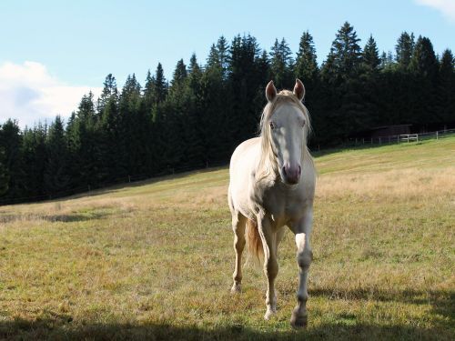 horse nature pen