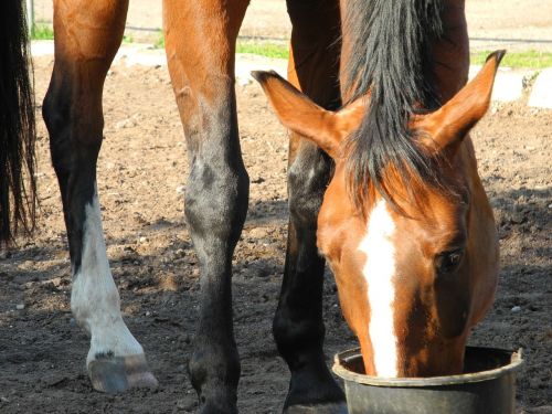 horse head eat