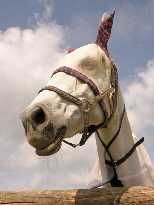 horse saddle-cloth white