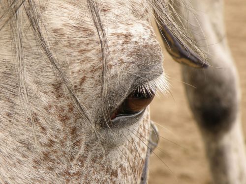 horse dark eye