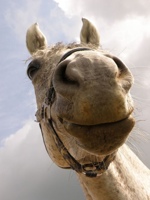 horse snout nose horse