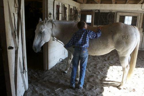 horse groomed animal