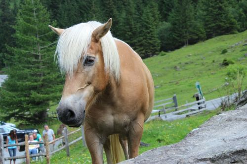 horse haflinger attention