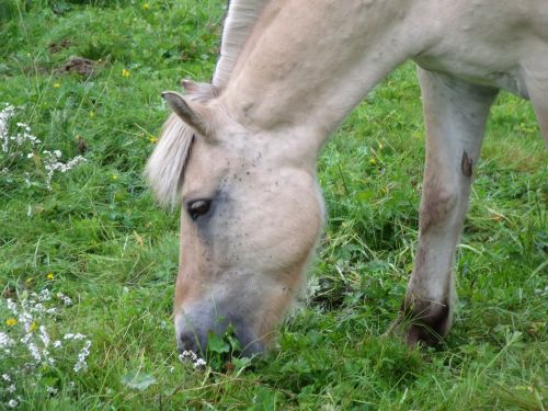 horse head prato