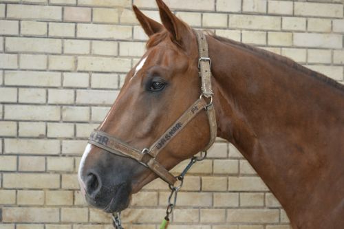 horse head horse head