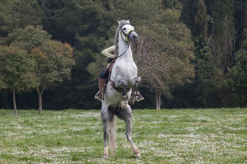 horse jockey runaway horse