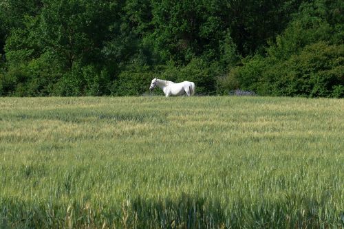 horse field animal