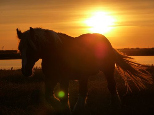 horse pasture brown