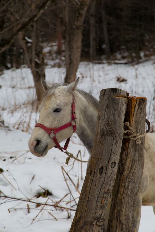 horse animals nature