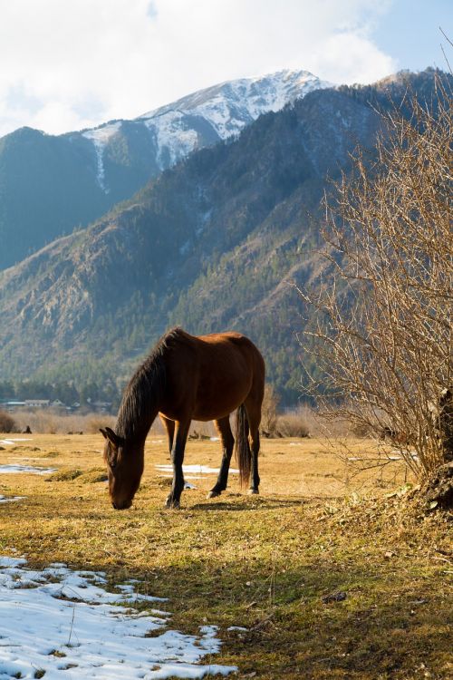 horse landscape animals