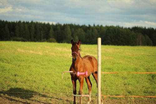 horse foal pasture