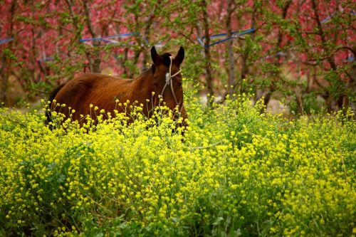 horse flowers flower