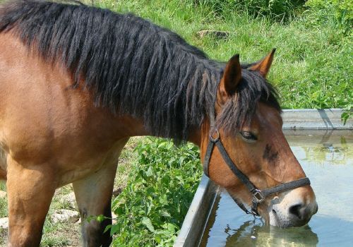 horse drinking farm