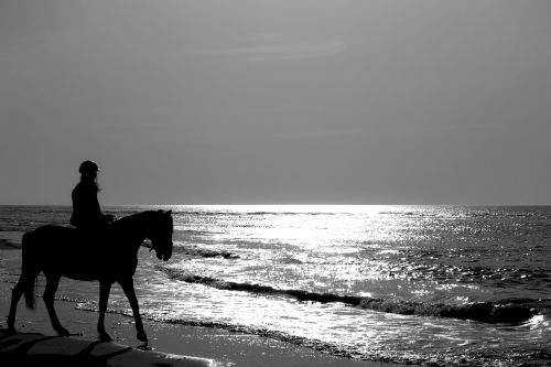 horse jumper sea