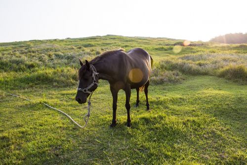 horse meadow black horse