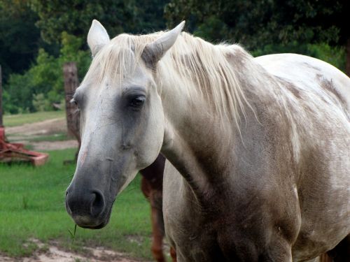 horse animal stallion