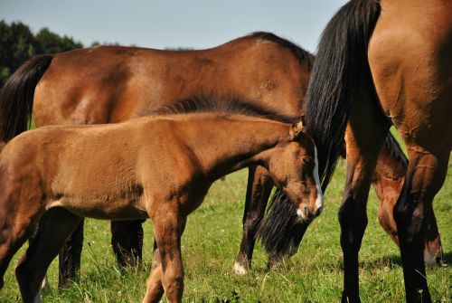 horse prairie foal